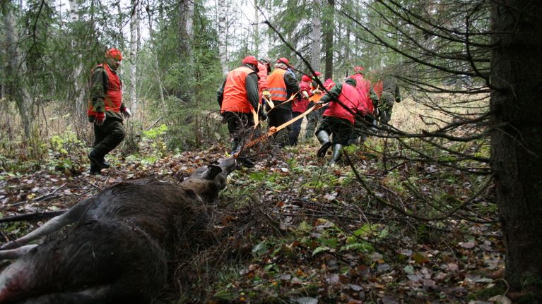 Hirvenruhoa vedetään pois metsästä.