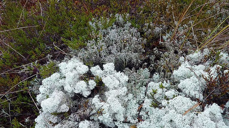 Erilaisia jäkälöitä suolla.