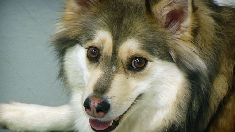 Koira.
