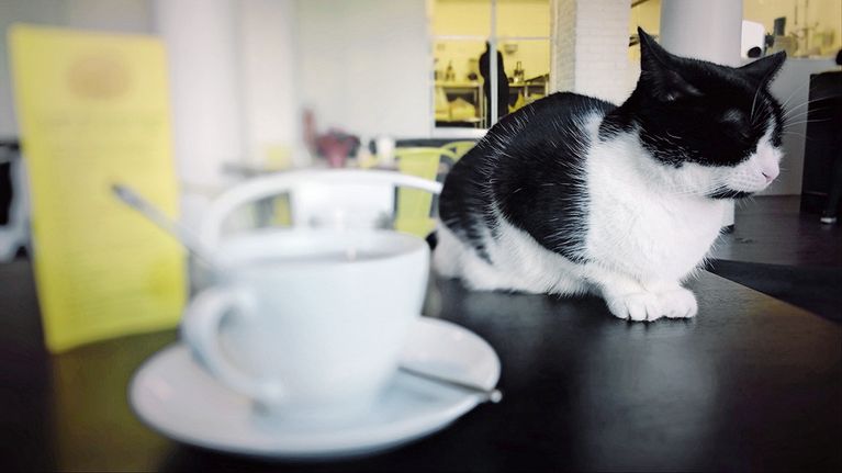 Kissa.