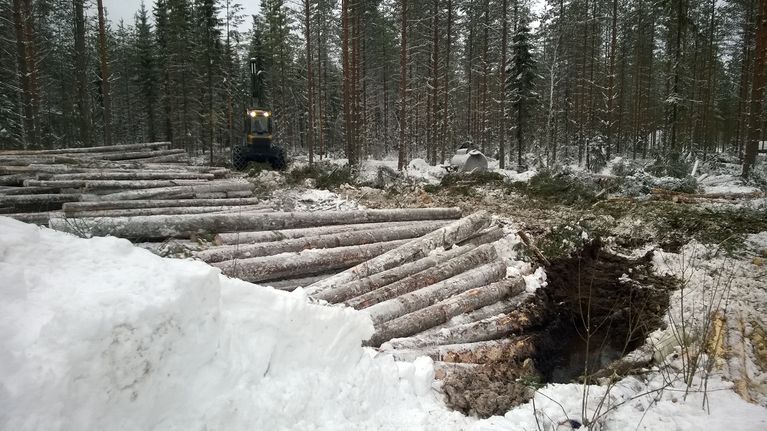 Puunkorjuuta talvella