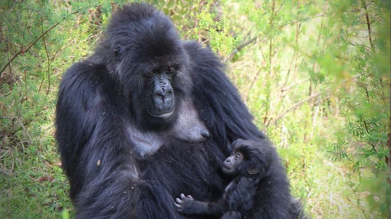 Gorillaäiti ja poikanen