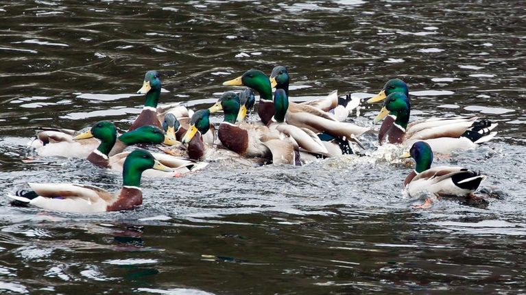Koirassorsat parittelevat innokkaasti yhden naaraan kanssa.