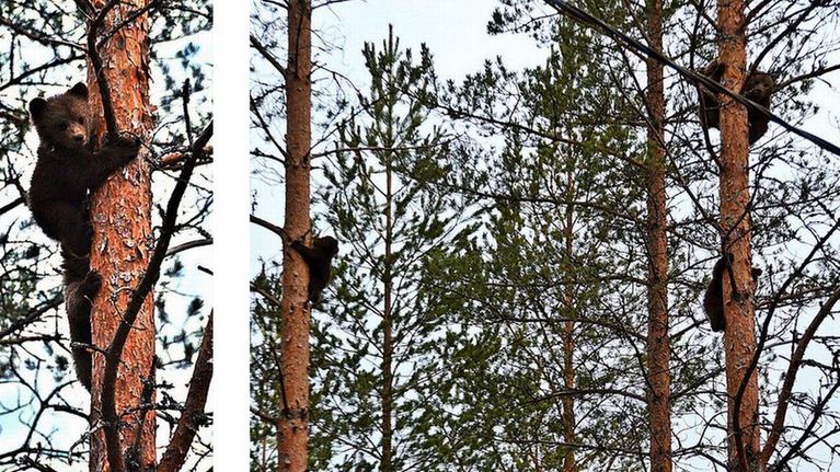 Kuva on yhdistetty kahdesta valokuvasta.