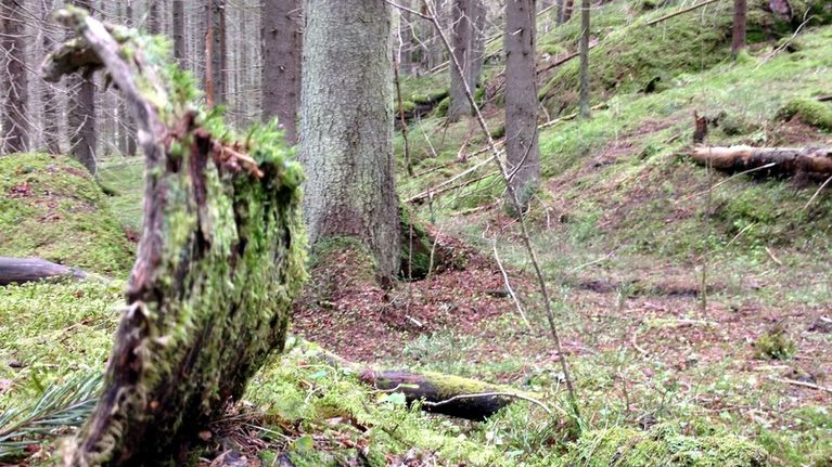 Metsää.