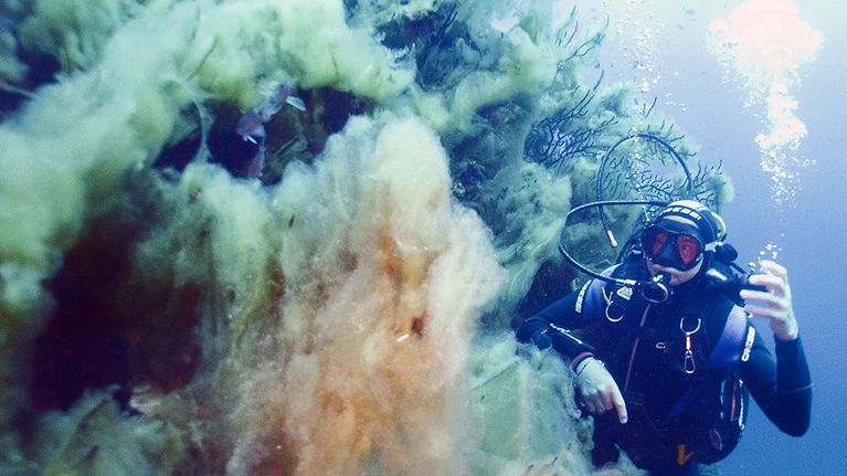 Ilmaston lämpeneminen on aiheuttanut levän kukintaa ja muutoksia biodiversiteettiin  - sukeltaja leväpilven seassa La Ciotatissa Ranskassa 4. heinäkuuta 2015.
