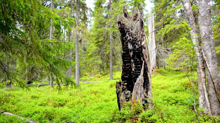 satoja-vuosia-vanhat-ikim-nnyt-vartioivat-suomen-vanhinta
