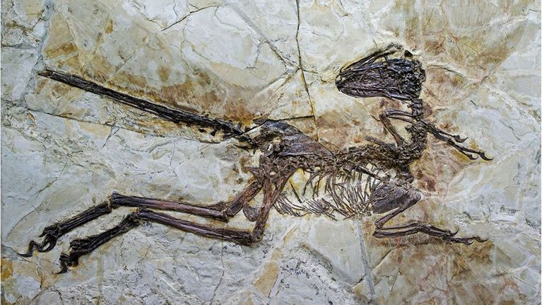 Dinosauruksen luurangon fossiili.