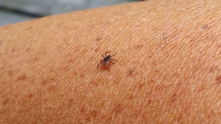 Punkki kävelee käsivarrella