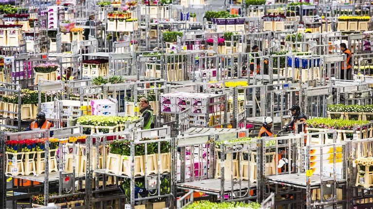 Leikkokukkia FloraHolland-kukkahuutokaupassa Aalmeerissa, Hollannissa, tammikuussa 2015.