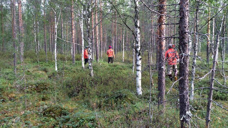 Thaipoimijoita metsässä 