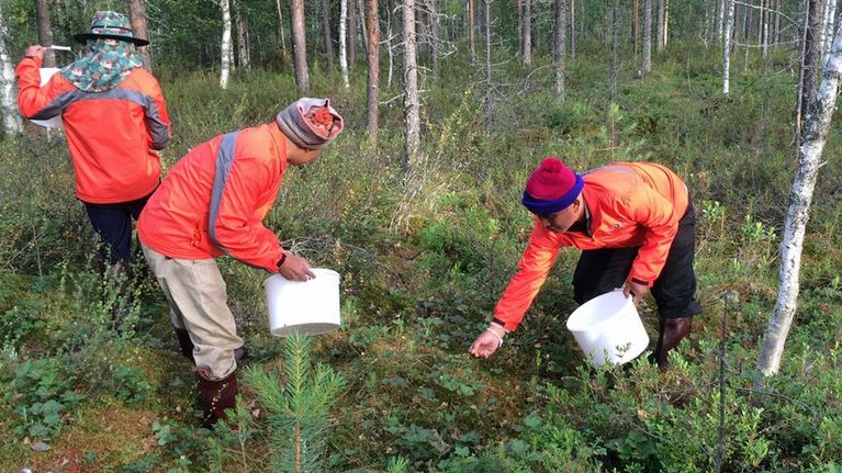 Thaipoimijoita metsässä