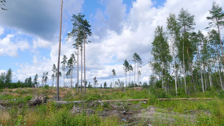 Metsä on hakattu ja arvopuu korjattu ja jäljellä siemenpuusto.