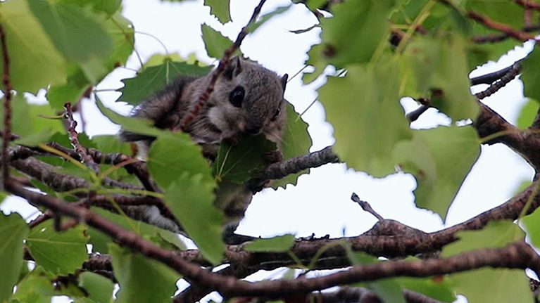 Liito-orava.
