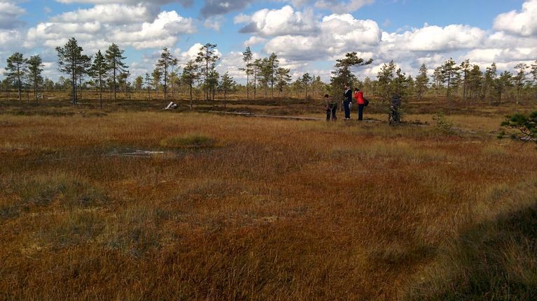 Metsähallituksen työntekijät tähyilevät upeaa suomaisemaa Kauhaneva-Pohjankankaan kansallispuistossa. 