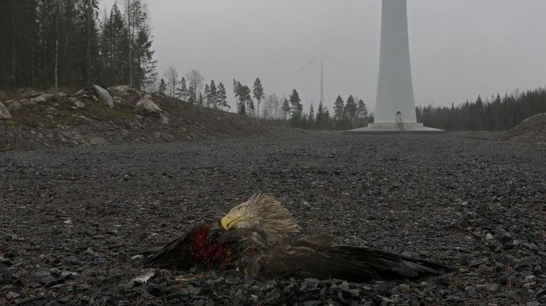 Kuvassa kuollu tmerikotka tuulivoimalan edessä