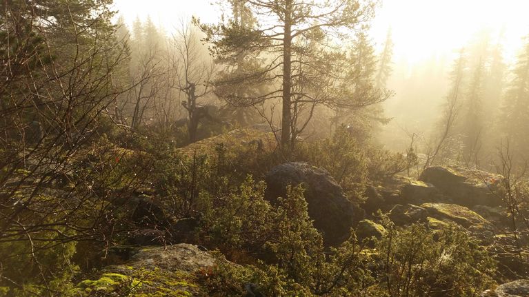 Sumuinen aamu Suomen eteläisimmällä tunturilla Iso-Syötteellä.