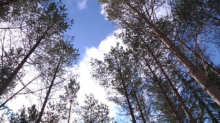 Mäntymetsää