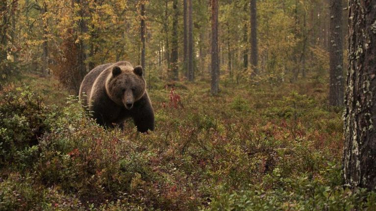 Karhu elokuvassa Ukonvaaja
