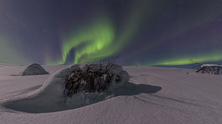 Koivut rutussa