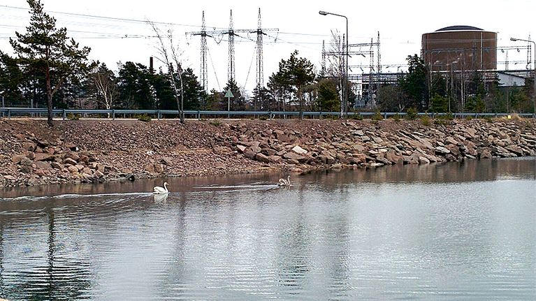 Kaksi joutsenta ui kivikkoisessa rannassa