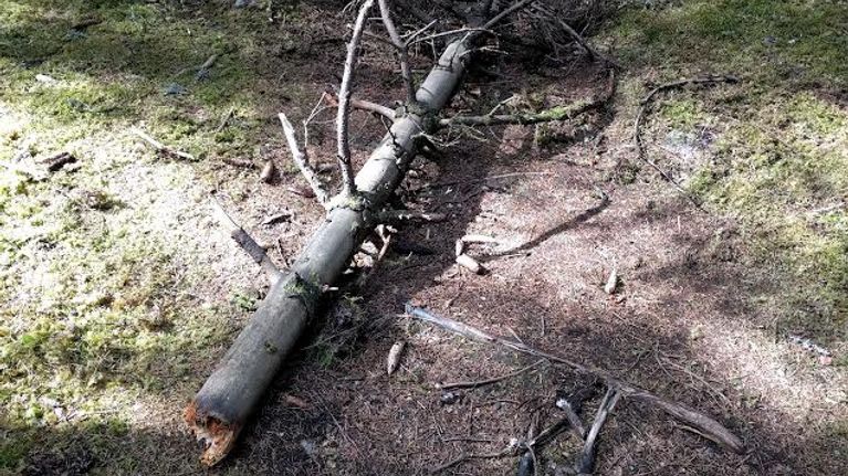 Puunrunko polulla Salpausselän metsässä.