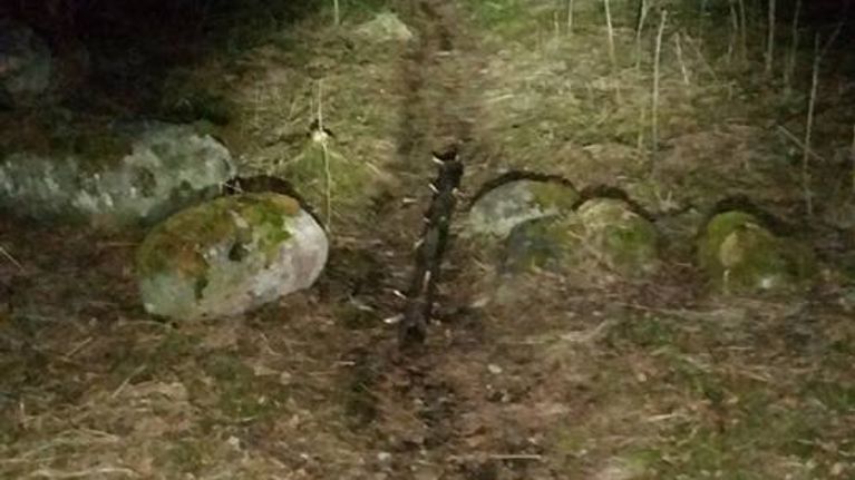 Puunranka pimeässä metsässä.