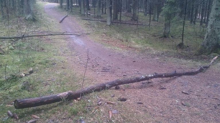 Puunrunkoja Salpausselän metsässä Tapanilan lähistöllä. 