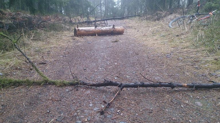 Puunrunkoja Salpausselän ulkoiluväylillä.