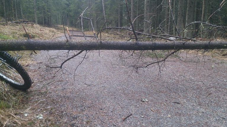 Puita tiellä Salpausselän ulkoilumaastossa. 