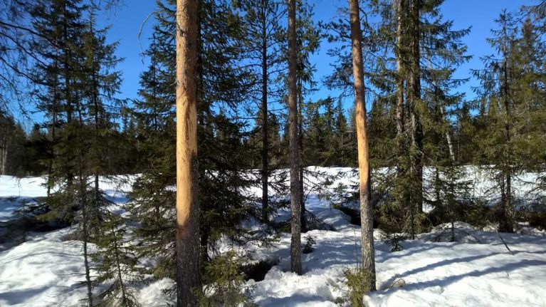Hirvituhoja Itä-Lapissa keväällä 2016