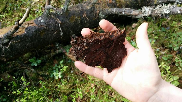 kuvassa pitsikääpää ihmisen kädellä