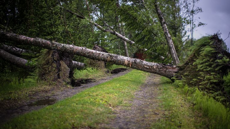 Salomo-myrskyn tuhoama koivukuja Kokkolassa.