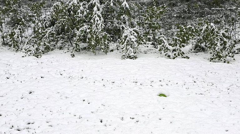 Lunta maassa kesäkuussa.