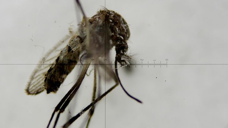 Keltakuumehyttynen Aedes aegypti mosquito mikroskoopin läpi katsottuna. 