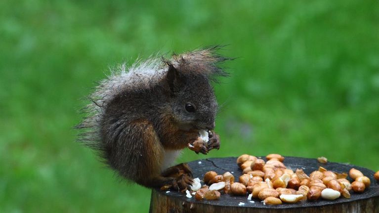 Orava syö pähkinöitä