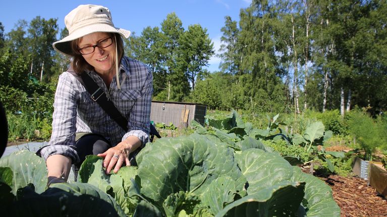 Puutarhaneuvoja Kirsi Mäkinen tutkii kaalikoiperhosen pureskelemia kaalinlehtiä Hyötykasviyhdistyksen siirtolapuutarhassa Helsingin Haagassa.