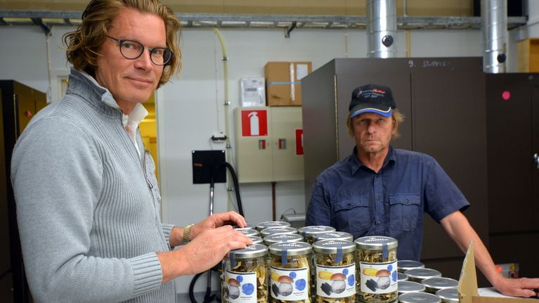 Säilöttyjä sieniä. Kaavin herkkutattitehtaan Martti Nyberg ja poimija Martti Hallikainen