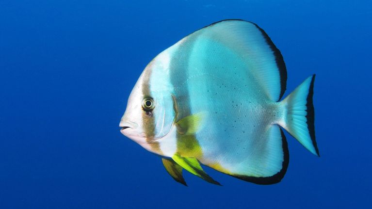 Lepakkokala (Platax orbicularis). 