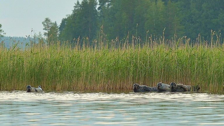 Neljä norppaa rivissä.