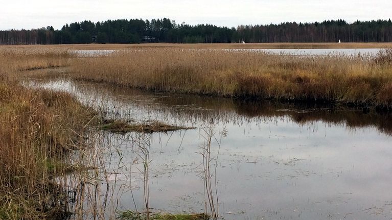 Pielisjoen syksyistä rantamaisemaa Kontiolahden Kupluskylän kohdalla. 
