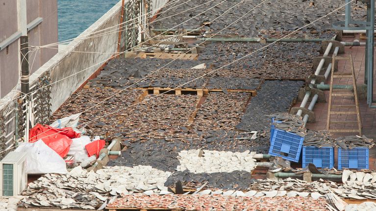 epa03521747 Thousands of shark fins are seen drying on the roof top of an industrial building in Hong Kong's Kennedy Town district, Hong Kong, China, 01 January 2013. Shark fin traders in the city have recently changed tactic to drying freshly caught fins from sharks on roof tops instead of on public sidewalks, as a public outcry in the Hong Kong in 2010 forced them to move the fins out of sight. Activists say that shark finning is cruel and wasteful, as the fins of the shark are removed whilst it is still alive, and then the animal is thrown back into the sea to die a slow and painful death. Scientists estimate that the fins of between 26 and 73 million sharks are traded on an annual basis. Solely in Hong Kong, this accounts for about 50% of global imports. According to a 2010 survey by the United Nations International Union for the Conservation of Nature (IUCN) 143 out of a total of 430 shark species are listed as globally threatened, and 54% are at high risk of extinction now or in the near future. The consensus in the scientific community is that this is being driven by overfishing and the Chinese appetite for shark fin soup. Despite widespread global legislation being in place to ban the sale and possession of shark fin in many countries around the world, the Hong Kong government has yet to legislate against shark finning.  EPA/ALEX HOFFORD