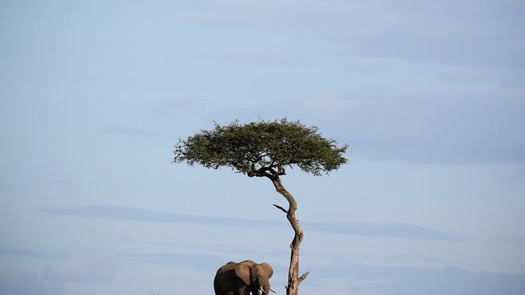 epa05302155 A photograph made available on 12 May 2016 shows a lone elephant standing next to a tree in the Maasai Mara National Reserve in southwestern Kenya, 24 December 2015. At a major conservation conference held in Botswana in 2015, experts have said some 80,000 elephants have been killed by poachers in Africa since 2006, warning that African elephants could be extinct in a next few decades. Another study by Proceedings of the National Academy of Sciences puts the number even higher- more than 10,000 elephants have been killed in Africa from 2010 thorugh 2012.  EPA/DAI KUROKAWA