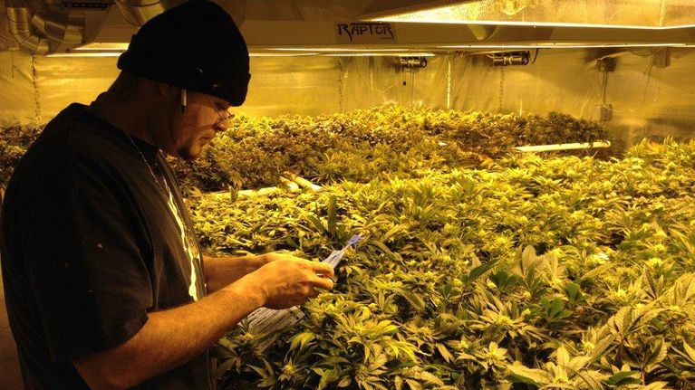 Mies hoitaa laillista kannabisviljelmäänsä.
