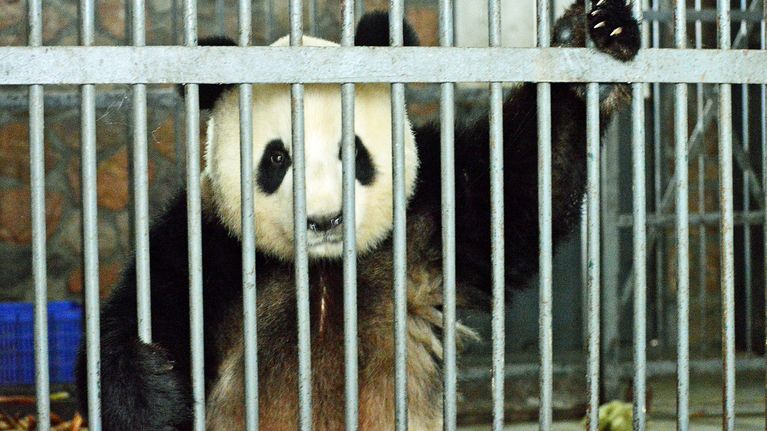 Aikuinen panda Chenun pandatarhan sisähäkissä.