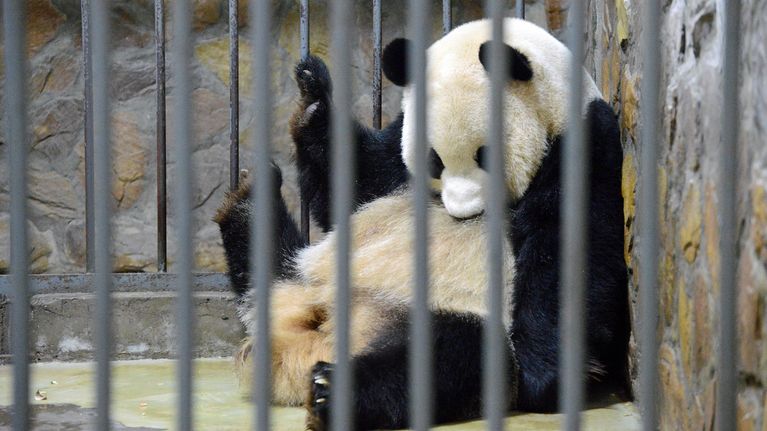 Pandat pidetään joka toinen päivä sisähäkissä ja joka toinen päivä ulkohäkissä.