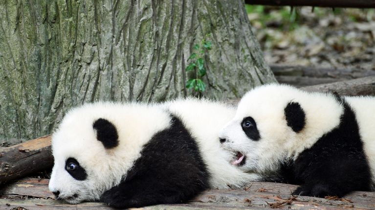 Pandatarhan pennut opettelevat ryömimään.