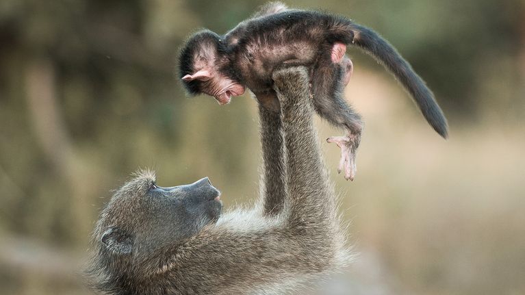 Paviaaneja Krugerin kansallispuistossa Etelä- Afrikassa.