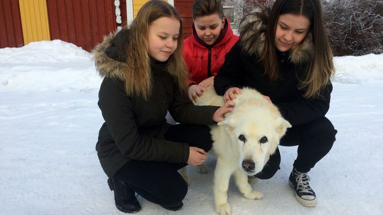 Kaksi tyttöä ja poika silittämässä vaaleaturkkista koiraa. Koira on 19-vuotias.