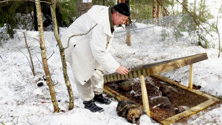 Kuvassa ammattimetsästäjä Juha Mäkimartti päästää loukkuun jääneen supikoiran ulos.